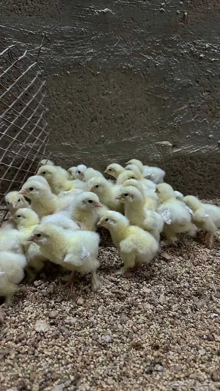 للبيع صوص براهما كولمبي 0