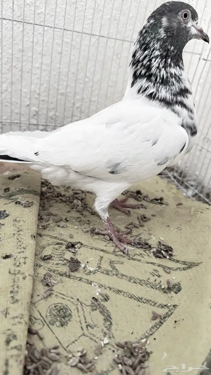 باكستاني و قطايف 1