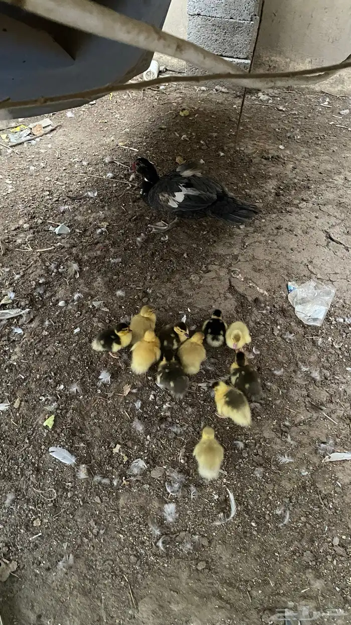 بطه مفرخه  تم البيع 0