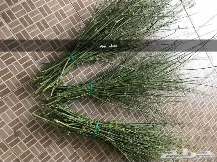 مرخ مندي وحنيذ 0