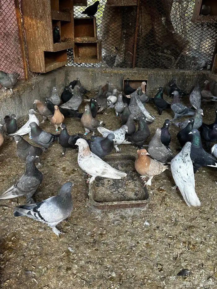 للبيع حمام قلابي تركي قلب ارض وصندقه على السوم 0