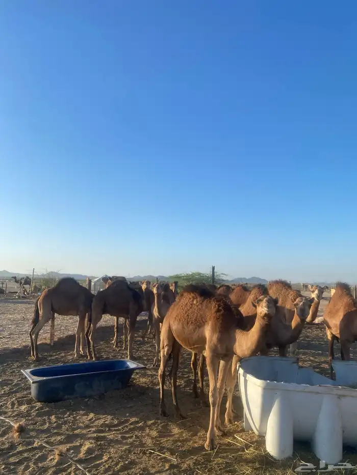 قعدان ساحليه فيها تقريبا 4 بكار 2