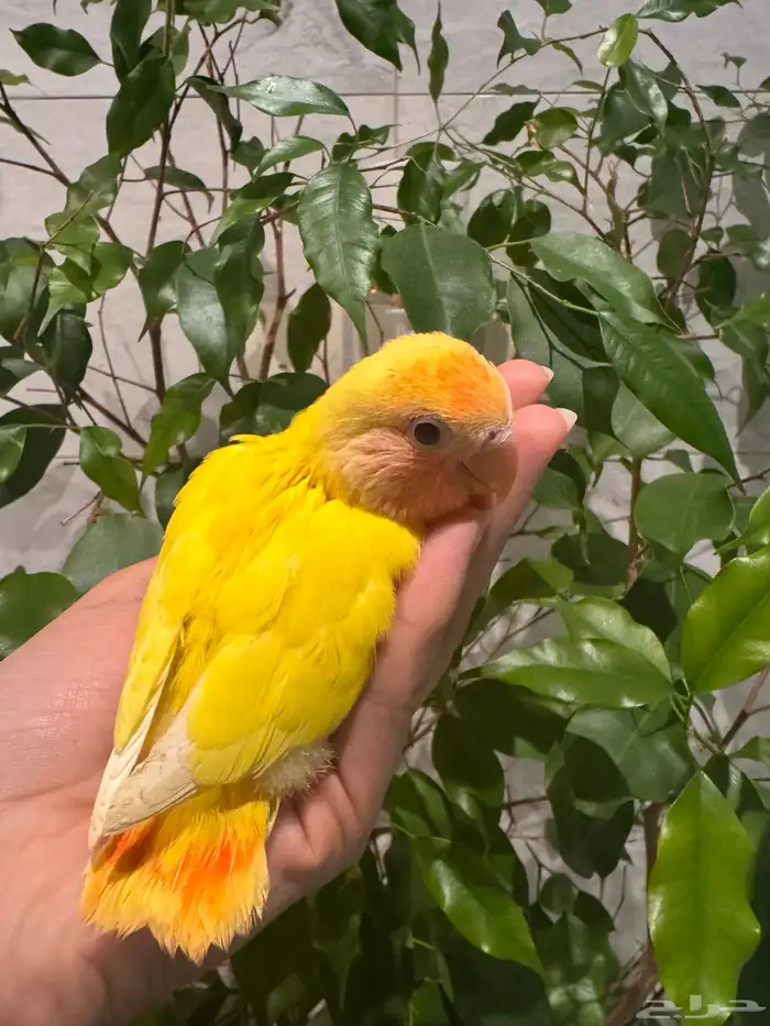 فرخ روز لاتينو رد اوبلاين تم البيع 1