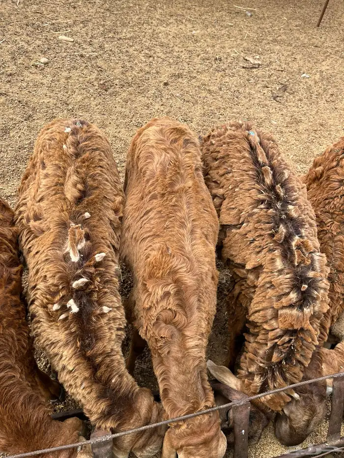 سواكني تربيه جبر حمري وام روابى 1