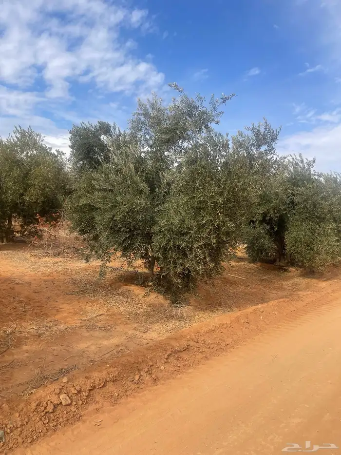 زيتون اشجار مثمرة 2