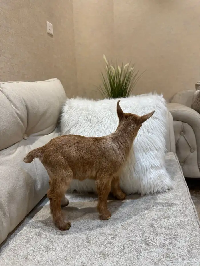 ماعز قزم تم البيع 3