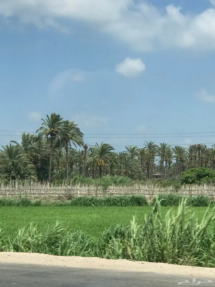 مطلوب اي نشاط للتقبيل بينبع وخارجها او مصنع نقاط البيع عاليه 0