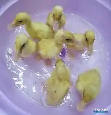 سمك سلاحف بط ارانب 16