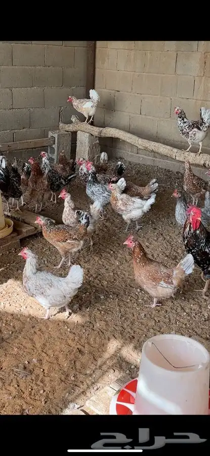 دجاج ماكنتوش و بوران 2