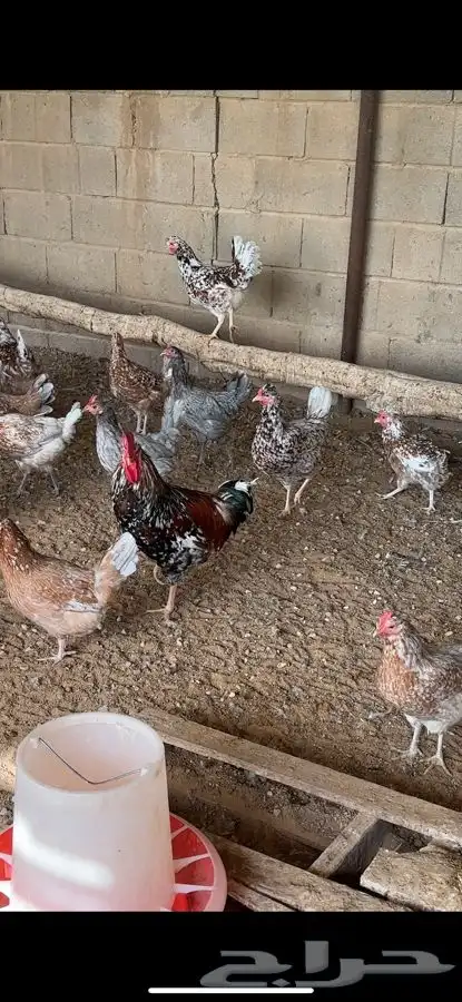 دجاج ماكنتوش و بوران 3