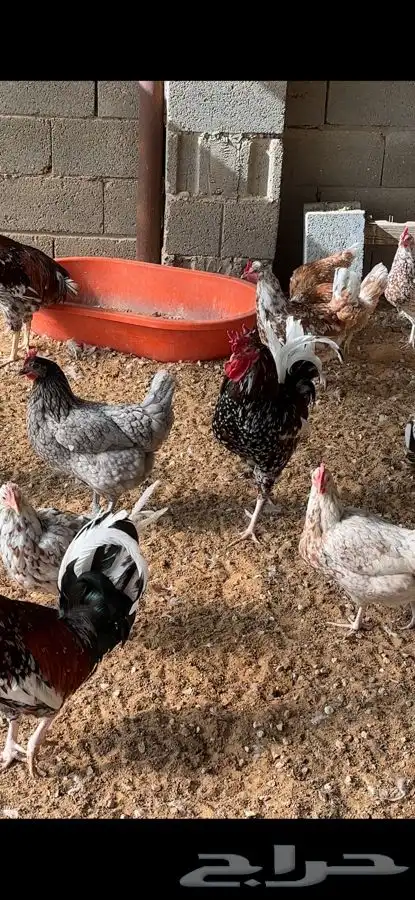 دجاج ماكنتوش و بوران 4