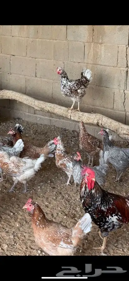 دجاج ماكنتوش و بوران 1