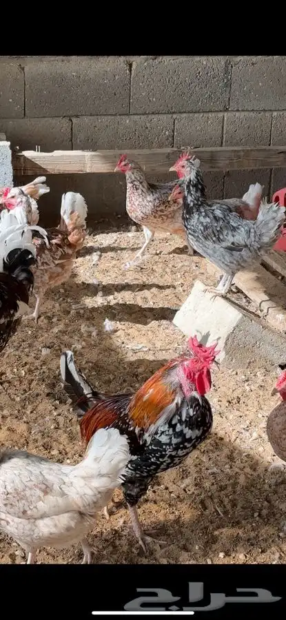 دجاج ماكنتوش و بوران 5