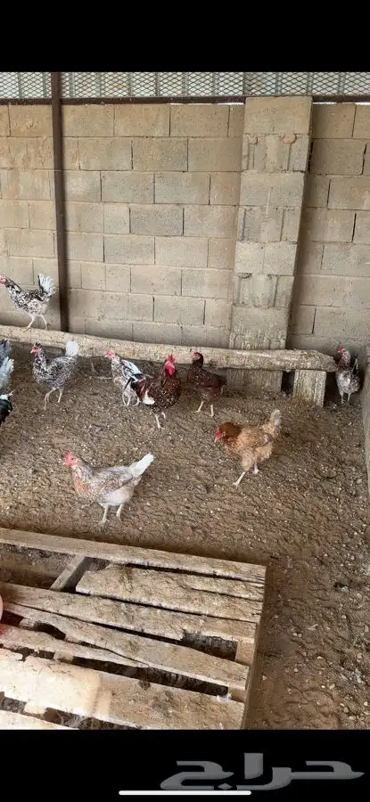 دجاج ماكنتوش و بوران 0
