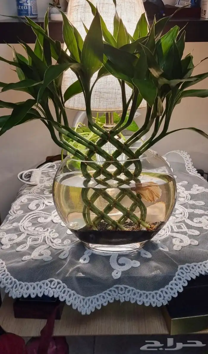 هدايا نباتات وسمك 4
