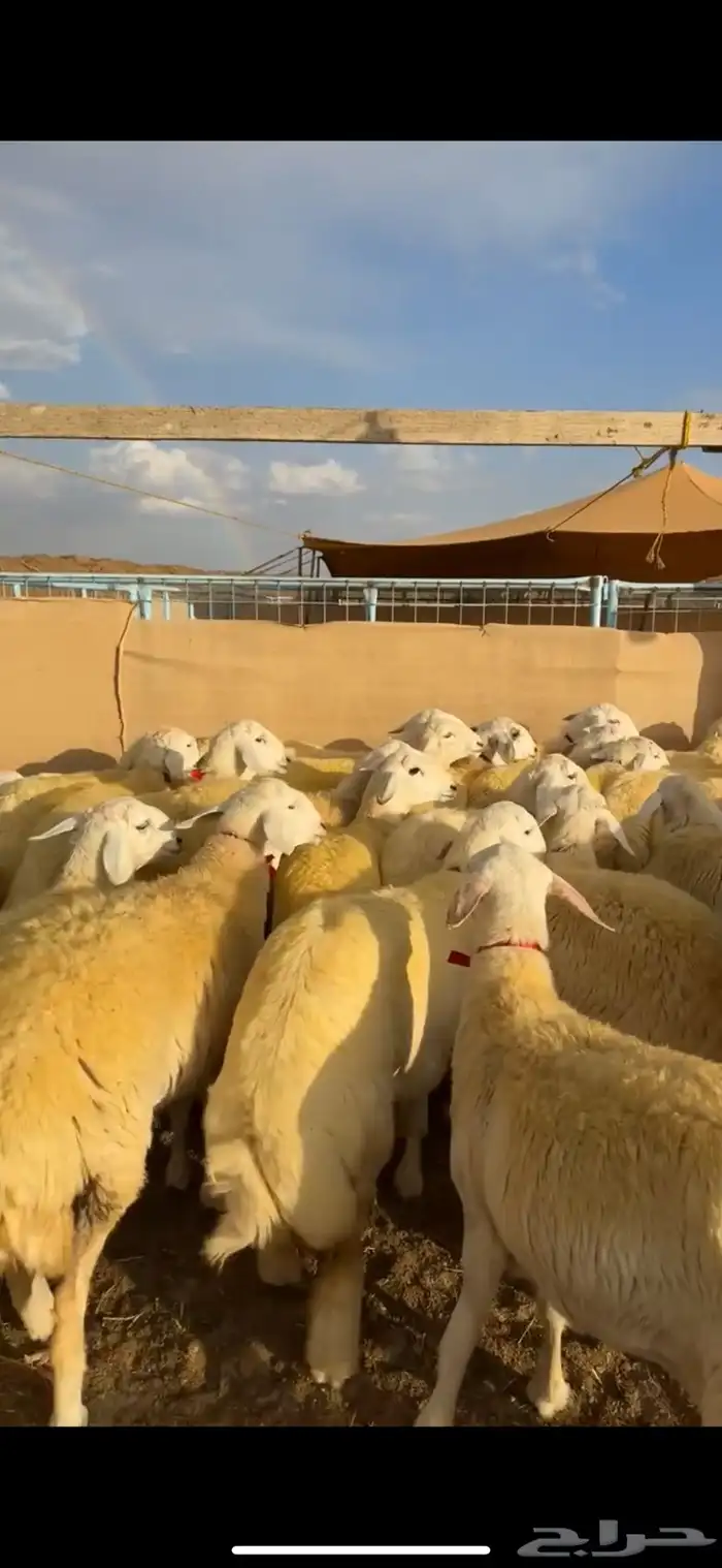 رخال صنف كفوو ( تم البيع ) 2