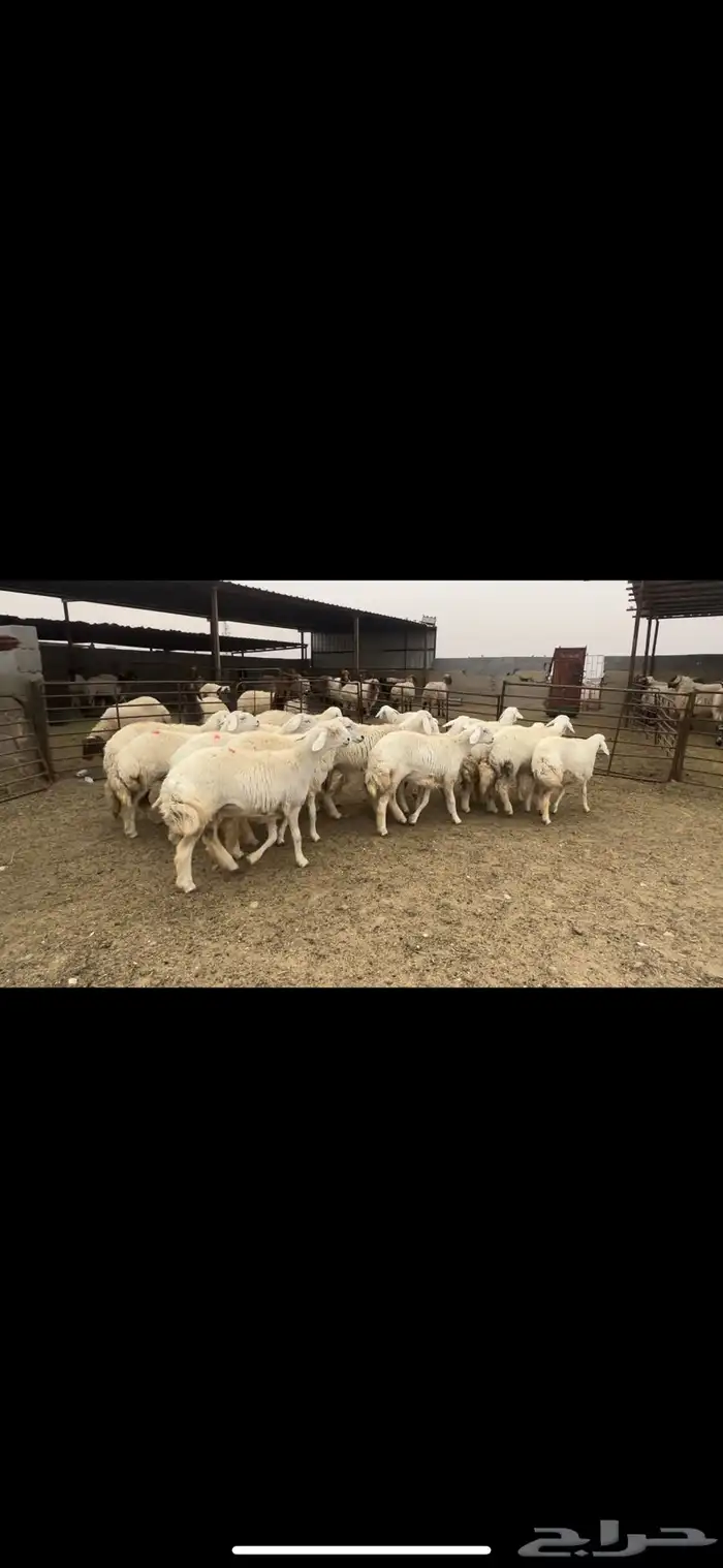 جذعات حريه حرش شرط الدفيع 2