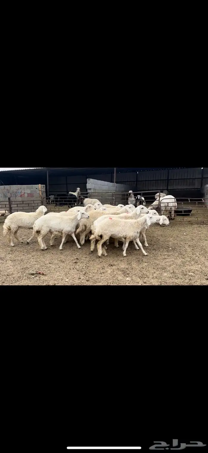 جذعات حريه حرش شرط الدفيع 4