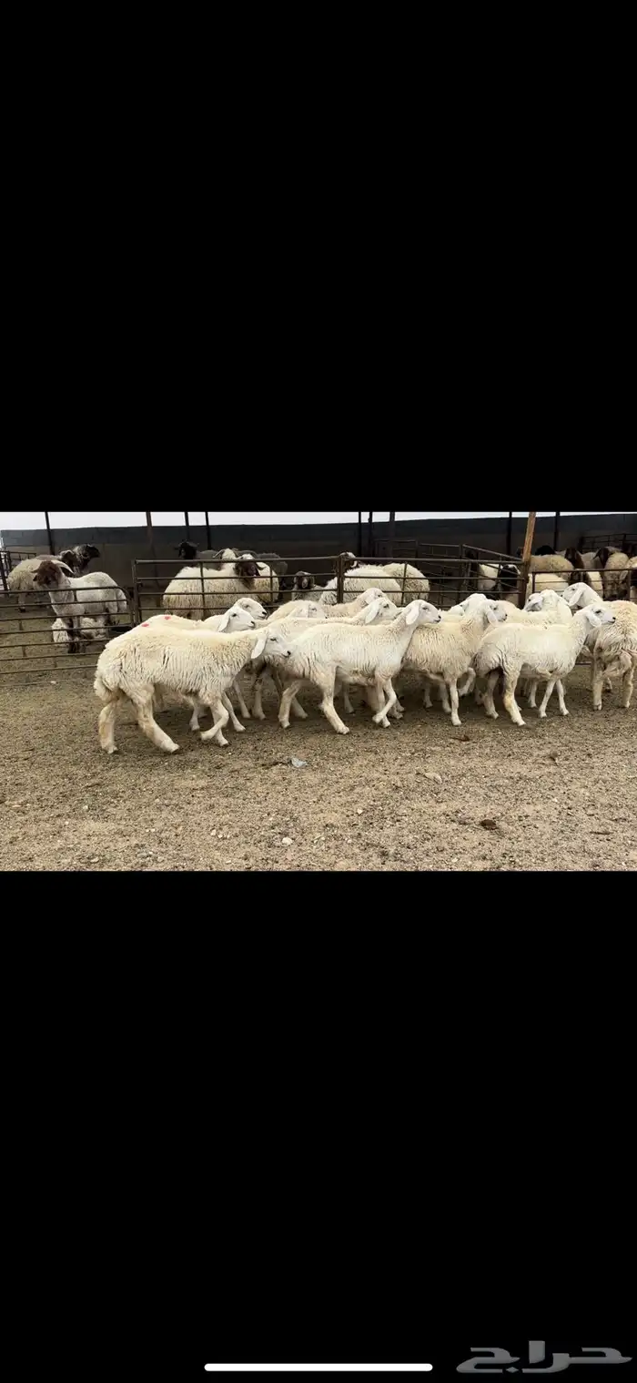 جذعات حريه حرش شرط الدفيع 6