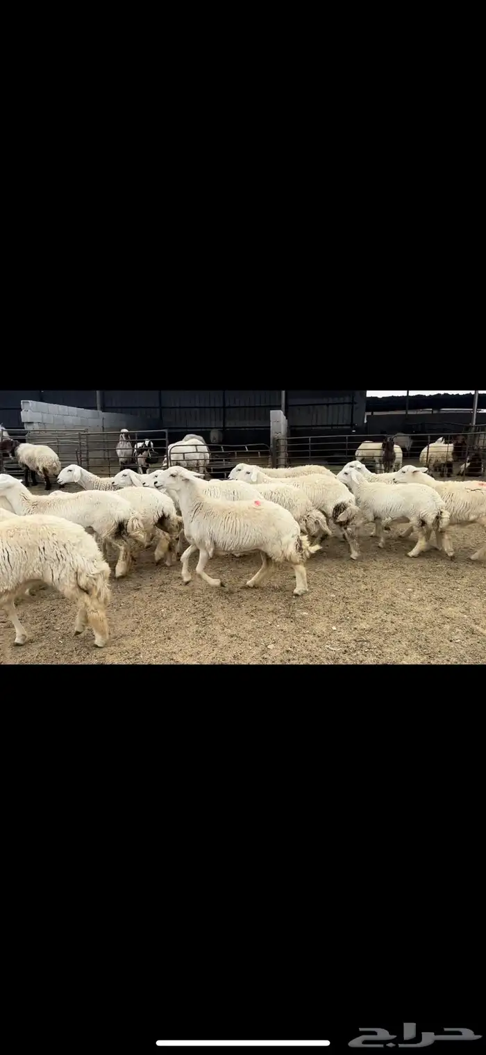 جذعات حريه حرش شرط الدفيع 5