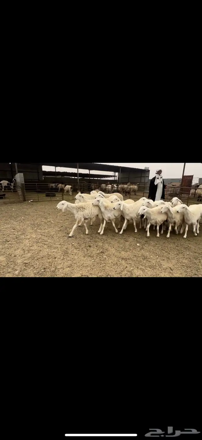 جذعات حريه حرش شرط الدفيع 0