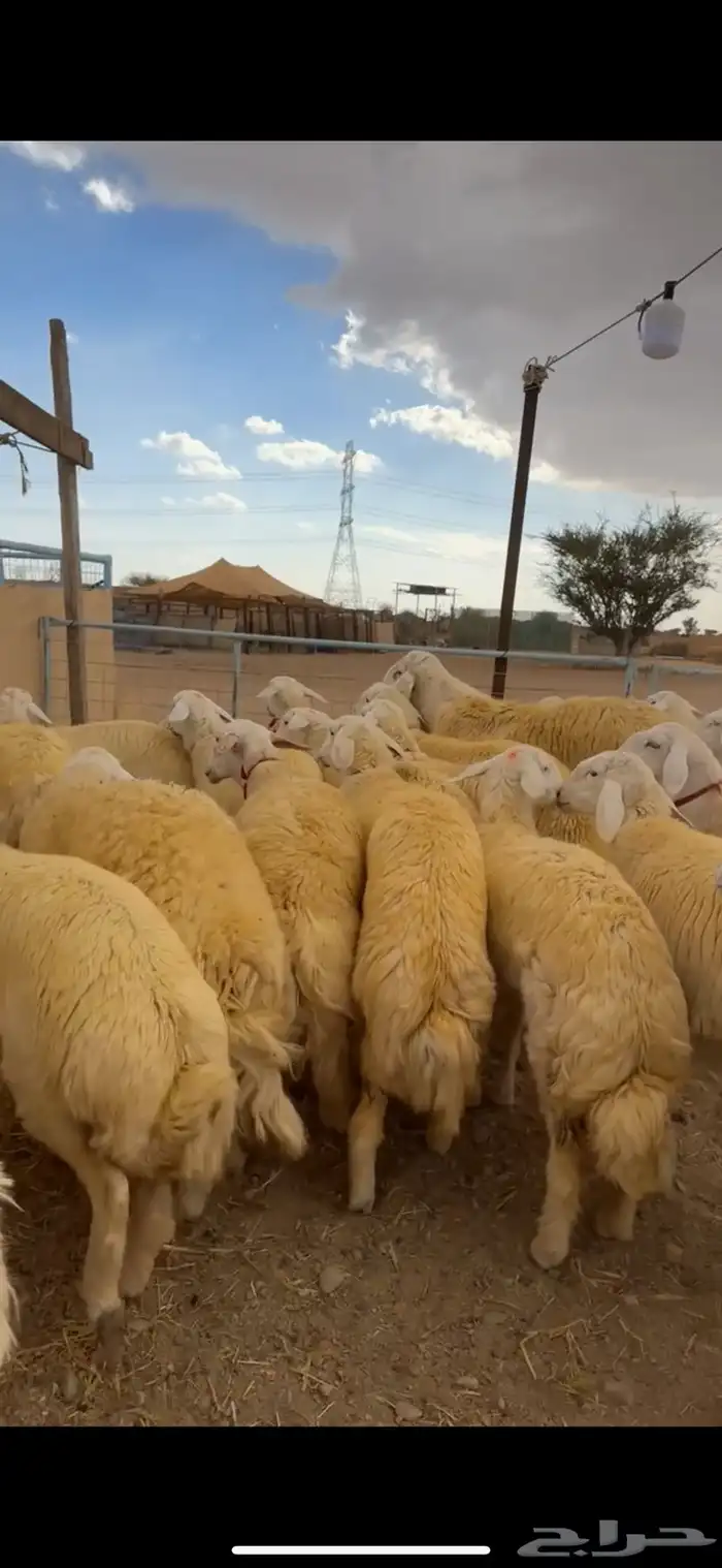 رخال صنف كفوو ( تم البيع ) 10
