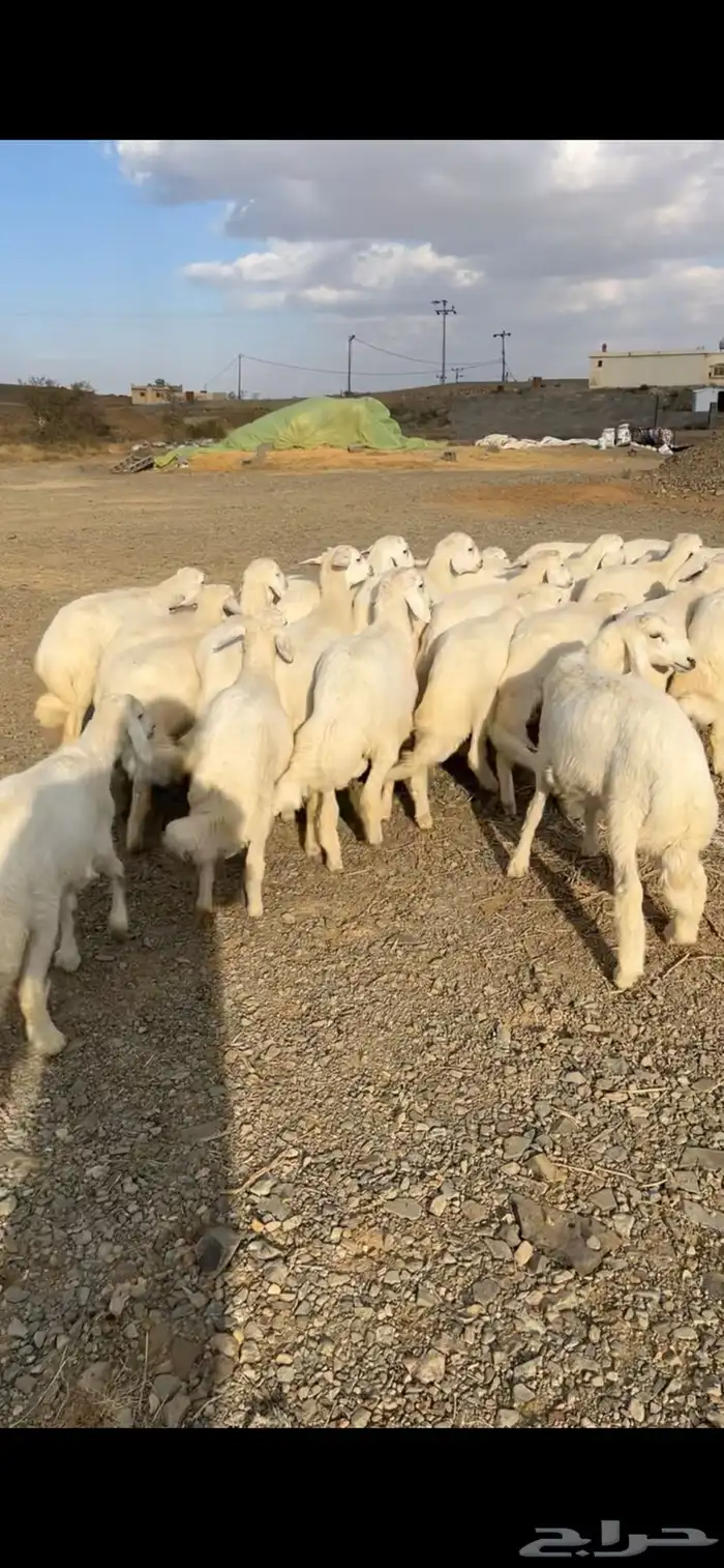 أبو ذيب للذبائح ( يتوفر سلخ وتوصيل ) ( يتوفر تمارا ) 4