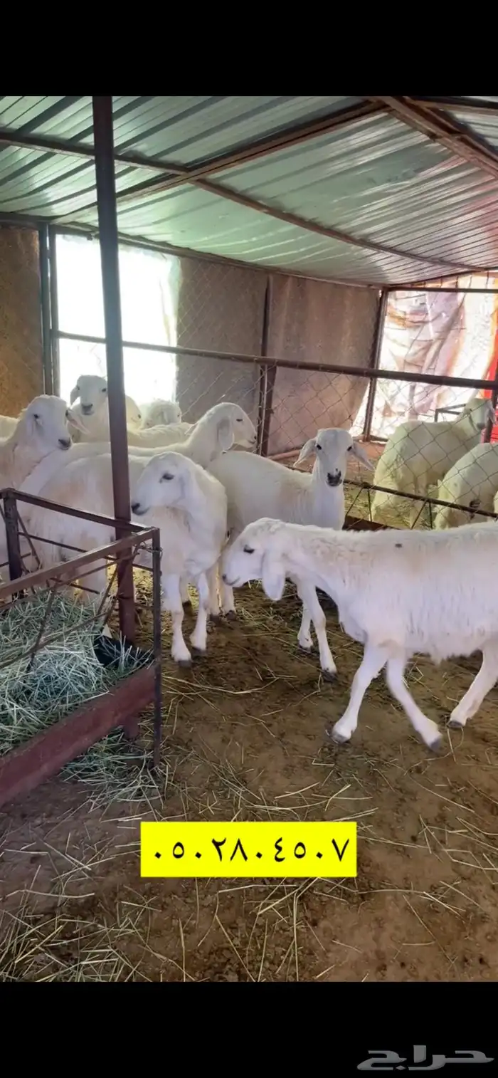 أبو ذيب للذبائح ( يتوفر سلخ وتوصيل ) ( يتوفر تمارا ) 15