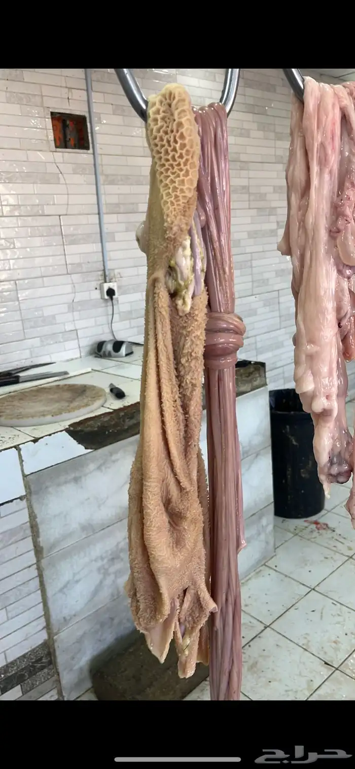 أبو ذيب للذبائح ( يتوفر سلخ وتوصيل ) ( يتوفر تمارا ) 19
