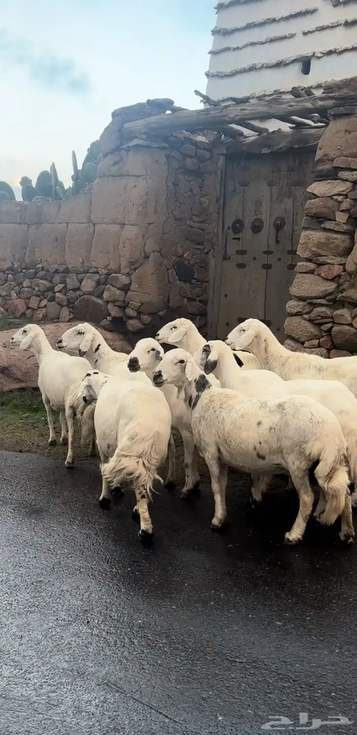 ضان صنف فاخر ( تم البيع ) 3