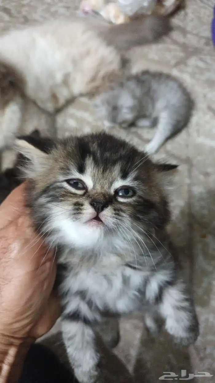 قطط صغيره للبيع 2