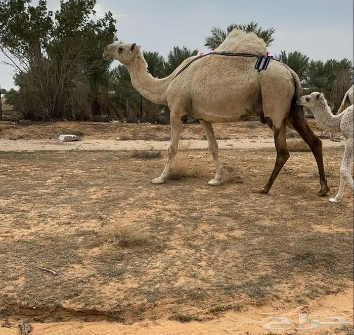 خلفه وضحاء 0