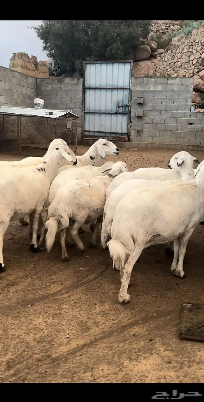 ضان صنف فاخر ( تم البيع ) 2