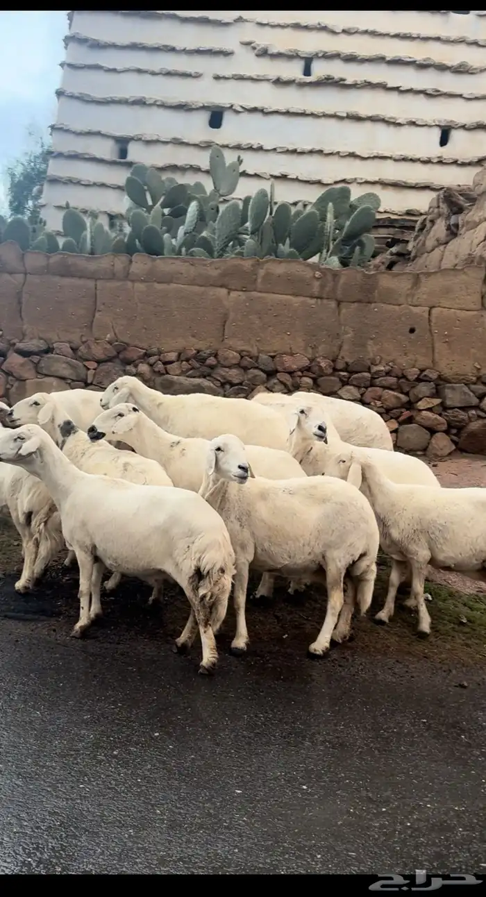 ضان صنف فاخر ( تم البيع ) 1