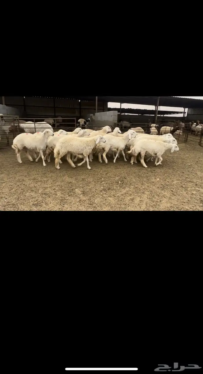 جذعات حريه حرش شرط الدفيع 1