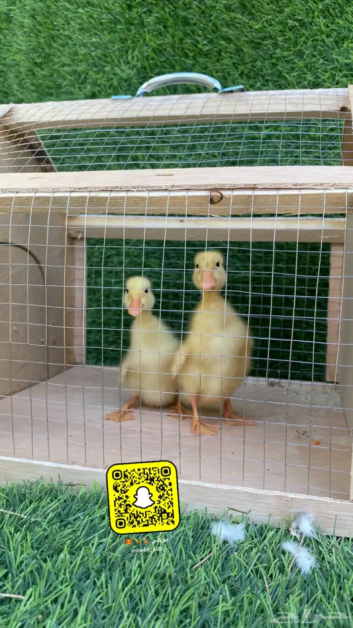 حيوانات متوفر ارانب وصوص بط ودجاج 3