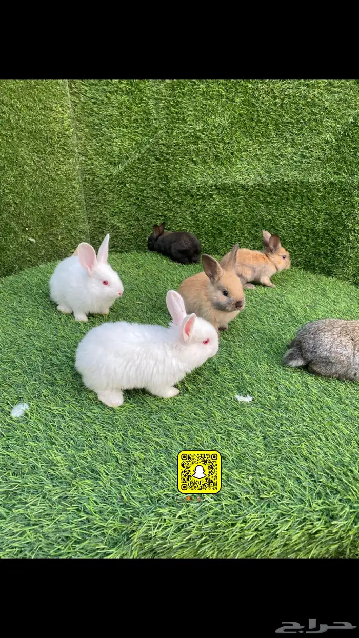 حيوانات متوفر ارانب وصوص بط ودجاج 1