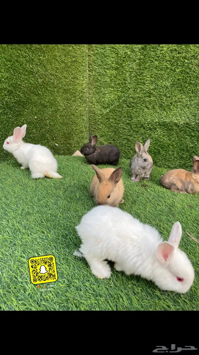 حيوانات متوفر ارانب وصوص بط ودجاج 0
