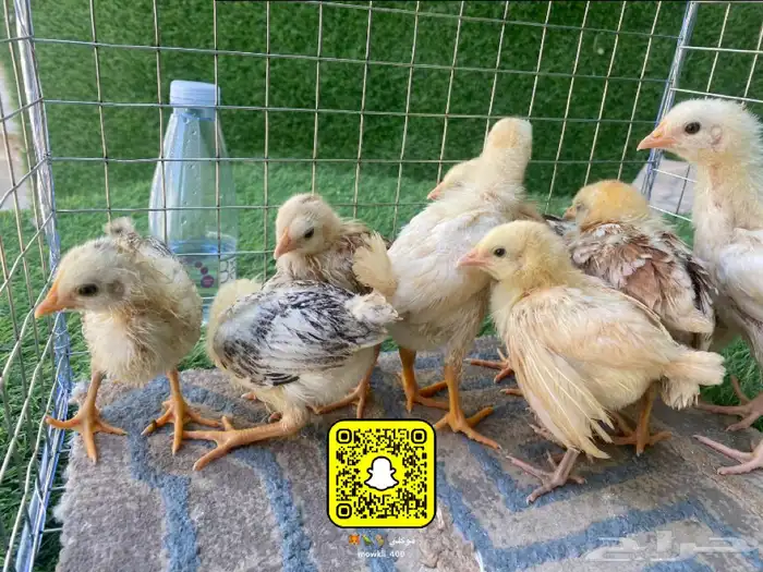 حيوانات متوفر ارانب وصوص بط ودجاج 4