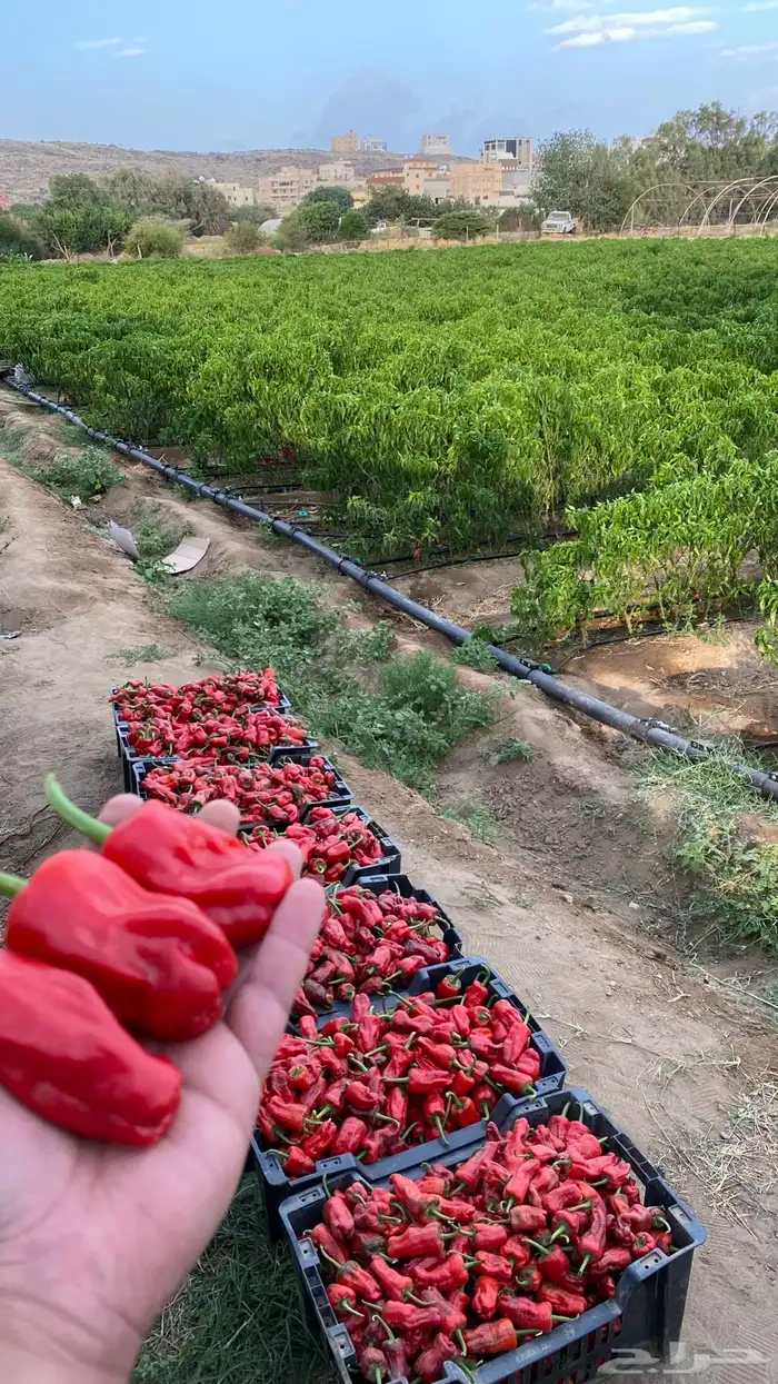 بذور فلفل شقرا حبحر شقرا 1