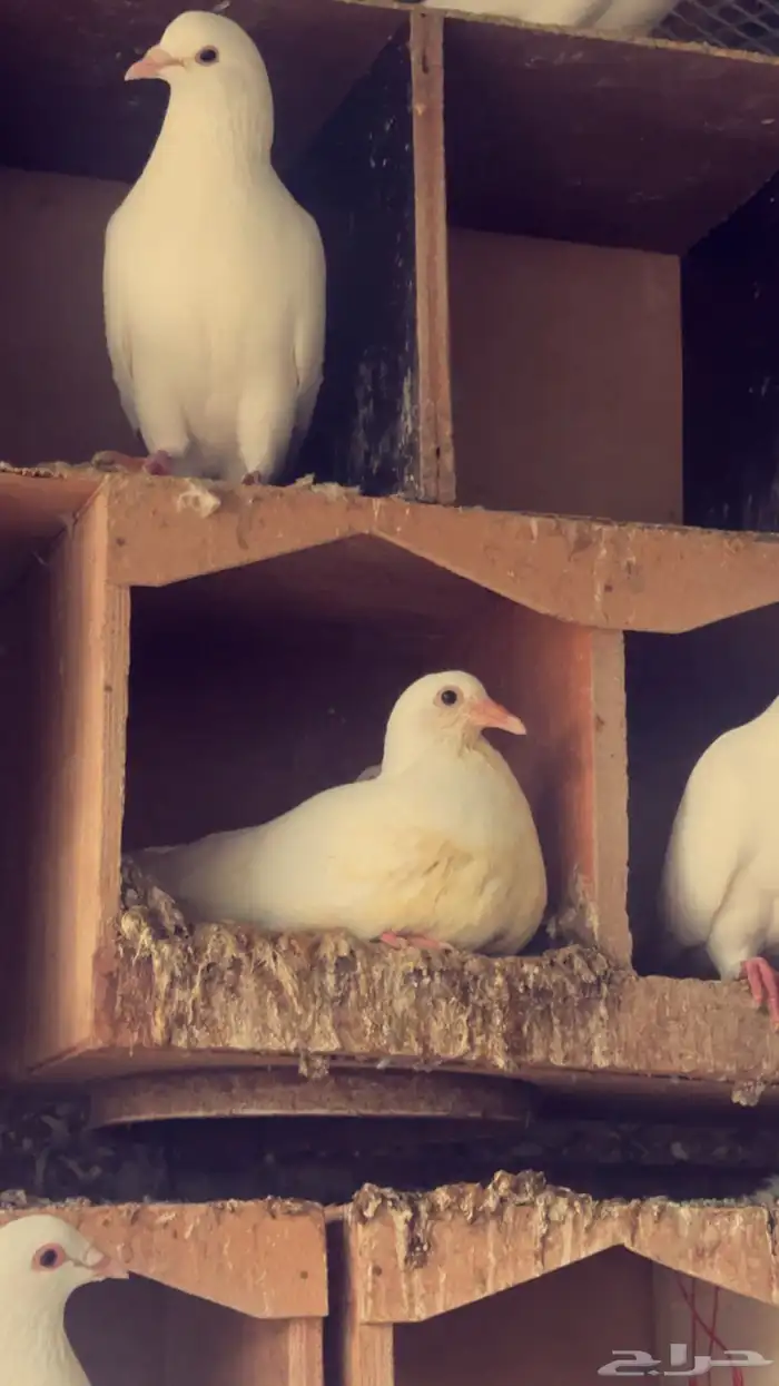 زغاليل فل شحم 0