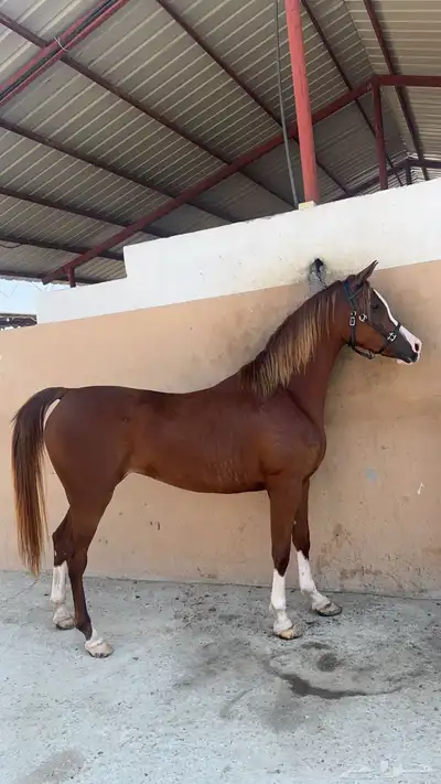 تدريب ركوب الخيل 0