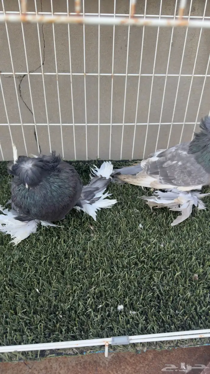 حمام بخاره 1