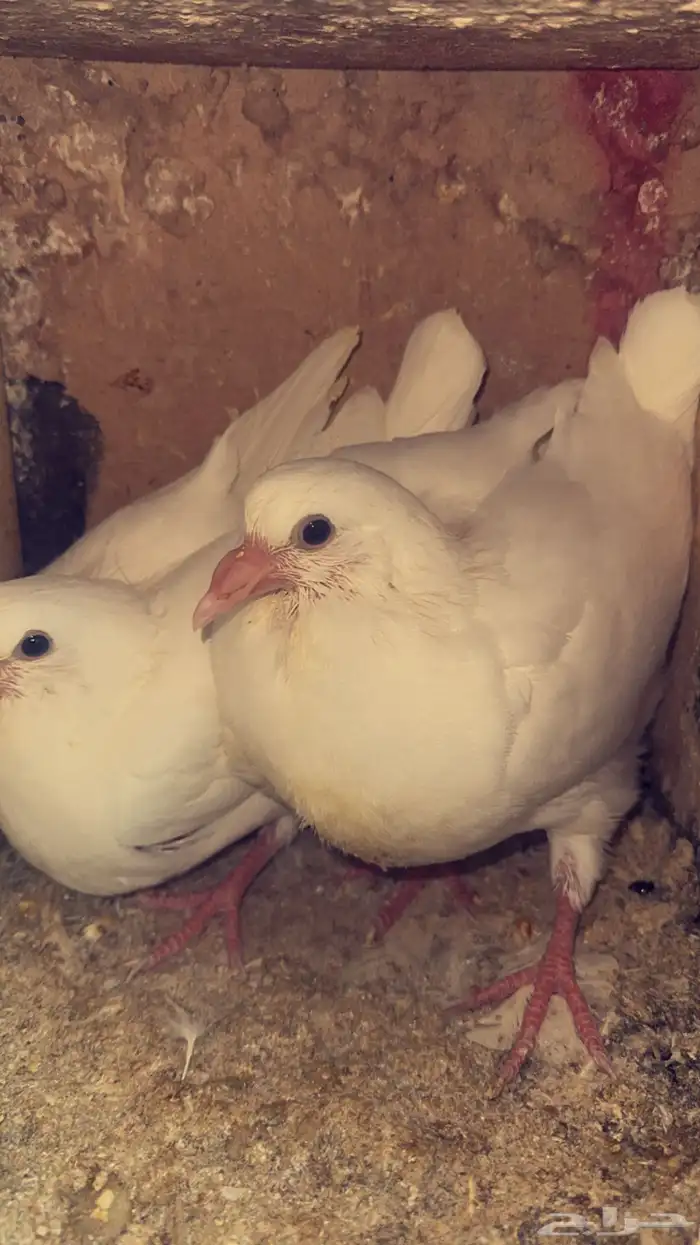 زغاليل فل شحم 2