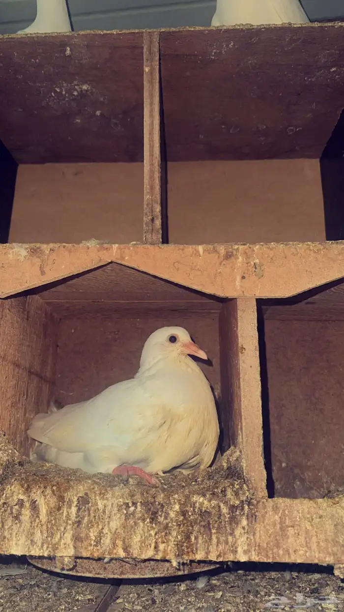 زغاليل فل شحم 1