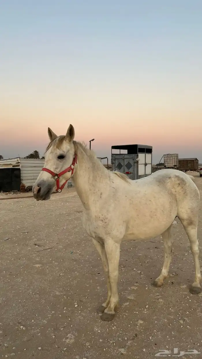 فرس شعبي 5