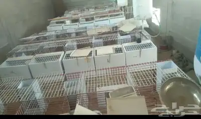 بطاريات ارنب 0