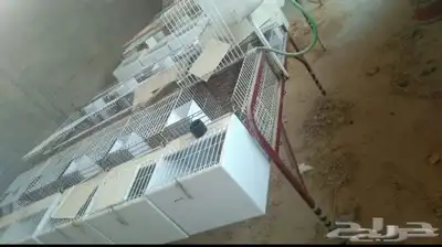 بطاريات ارنب 1