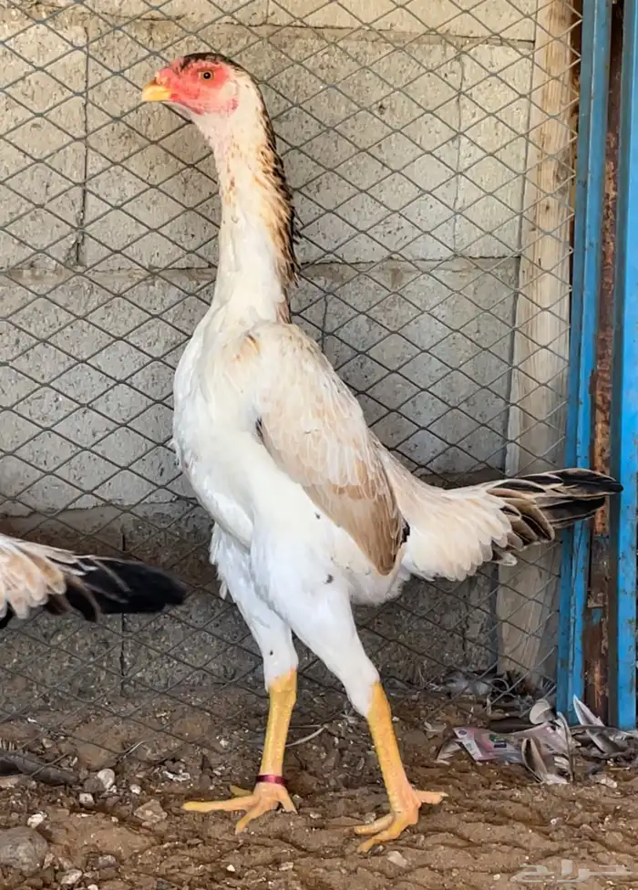 دجاجه شامو ياباني اوساكا تم البيع 2