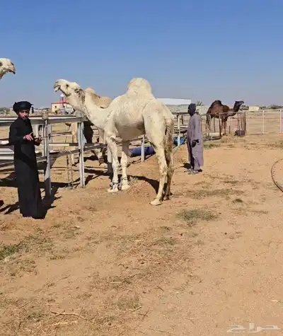 قعدان مشاريع فحول 1
